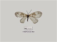 藏品(三斑薄翅斑蛾)的圖片